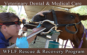 Equine Rescue Vet medical care